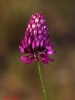 Allium sphaerocephalon L.