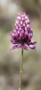 Allium sphaerocephalon L.