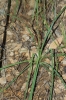 Anthericum liliago L.