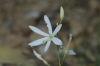 Anthericum liliago L.