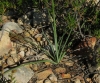 Anthericum liliago L.