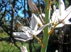Asphodelus aestivus ?