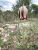 Fritillaria