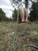 Fritillaria lusitanica