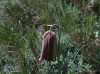 Fritillaria lusitanica ?