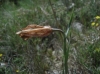 Fritillaria lusitanica ?