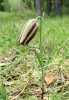 Fritillaria lusitanica?