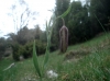 Fritillaria lusitanica ?
