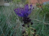 Muscari comosum (L.) Mill.