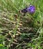 Muscari comosum (L.) Mill.