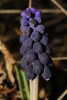 Muscari gr. neglectum