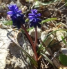 Muscari neglectum ?