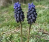 Muscari neglectum Guss. ex Ten.