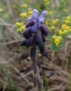 Muscari neglectum s.l.