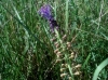 Muscari comosum (L.) Mill.