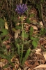 Muscari comosum (L.) Miller