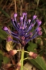 Muscari comosum (L.) Miller