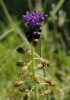Muscari comosum (L.) Miller