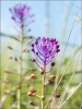 Muscari comosum (L.) Miller