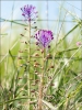 Muscari comosum (L.) Miller