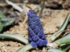 Muscari neglectum Guss. ex Ten.