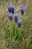 Muscari neglectum Guss. ex Ten.