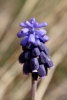 Muscari neglectum Guss. ex Ten.