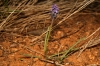 Muscari neglectum Guss. ex Ten.