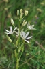 Ornithogalum narbonense L.