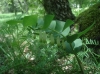 Polygonatum odoratum (Mill.) Druce