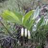 Polygonatum odoratum (Mill.) Druce