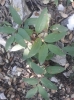 Polygonatum odoratum ? 1/2