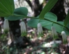 Polygonatum odoratum (Mill.) Druce