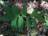 Polygonatum odoratum (Mill.) Druce
