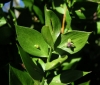 Ruscus aculeatus L.