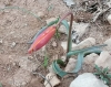 Tulipa sylvestris ? 1/2