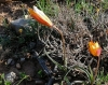 Tulipa sylvestris L. subsp. australis (Link) Pamp.