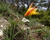 Tulipa sylvestris L. subsp. australis (Link) Pamp.