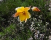 Tulipa sylvestris L. subsp. australis (Link) Pamp.