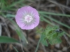 Althaea hirsuta L.