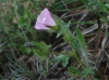 Althaea hirsuta L.