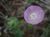 Althaea hirsuta L.