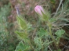 Althaea hirsuta L.