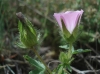 Althaea hirsuta L.