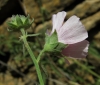 Althaea cannabina L.