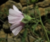 Althaea cannabina L.