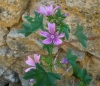 Malva sylvestris L.