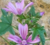 Malva sylvestris L.