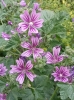 Malva sylvestris L.