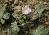 Malva neglecta (a confirmar)